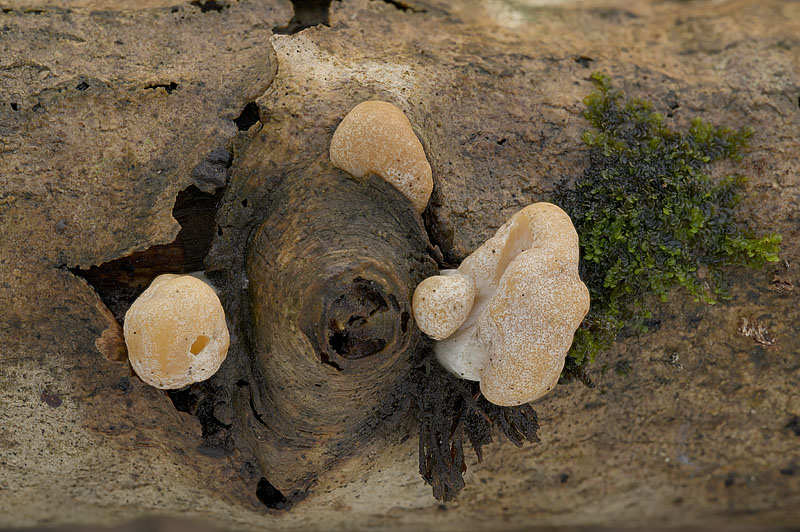 Trichoderma alutaceum